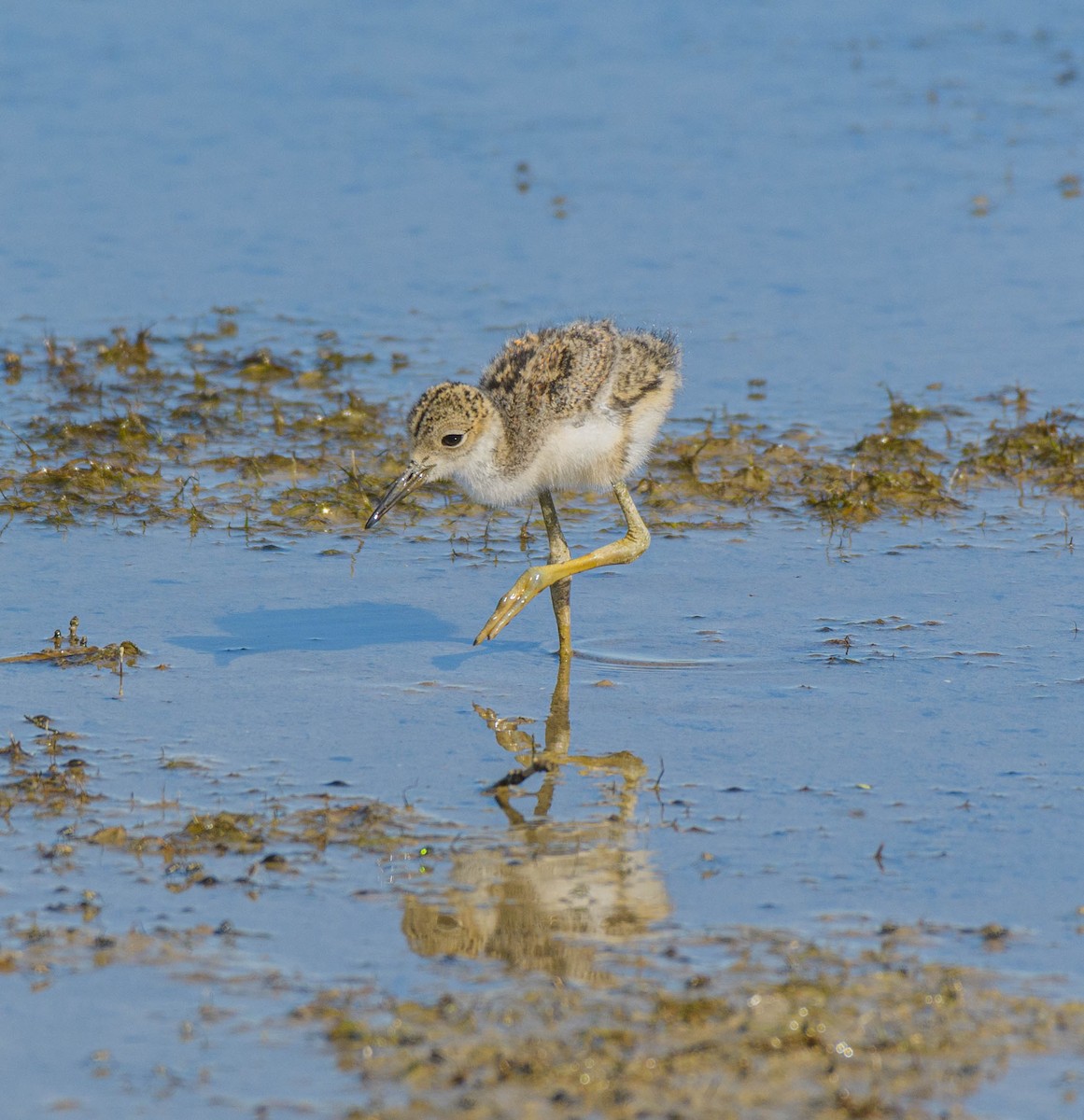 Black-necked Stilt - ML620745381