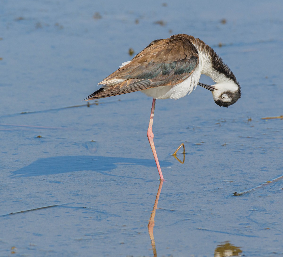 Black-necked Stilt - ML620745383