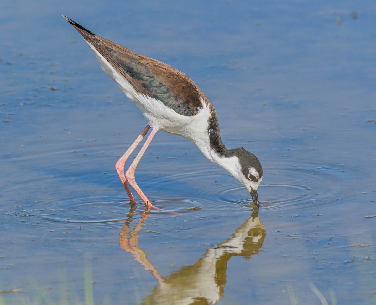 Black-necked Stilt - ML620745384