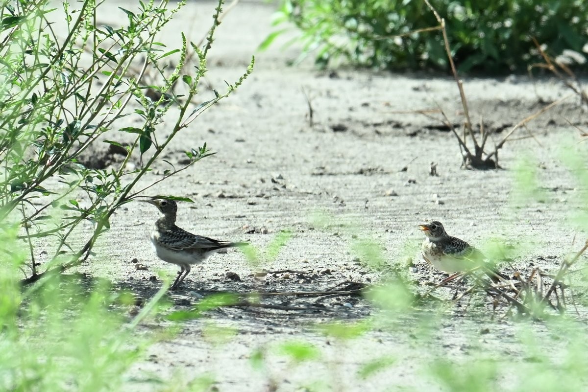 Horned Lark - ML620745385