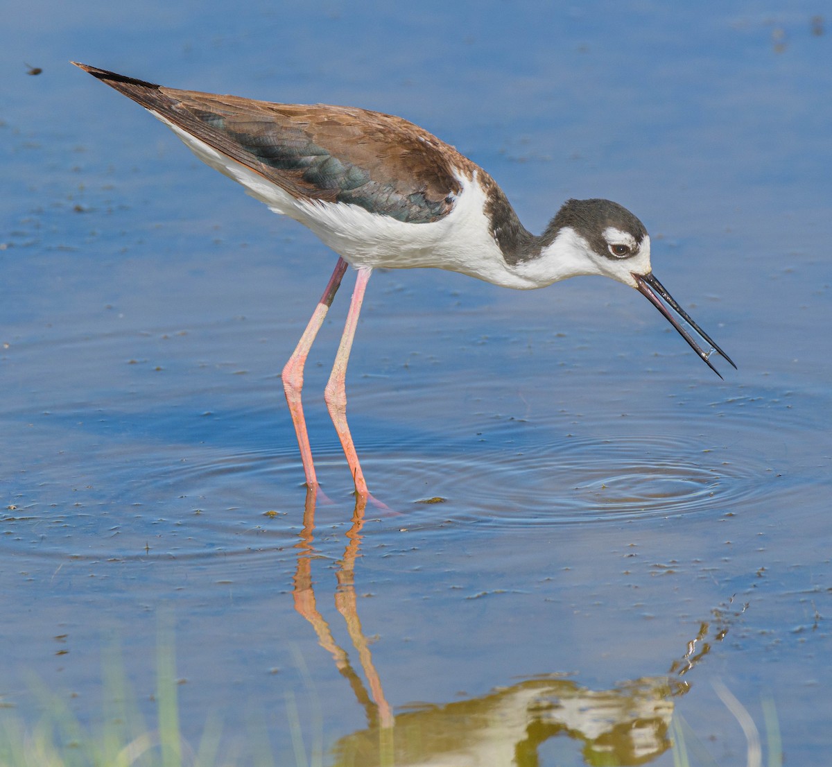 Black-necked Stilt - ML620745386