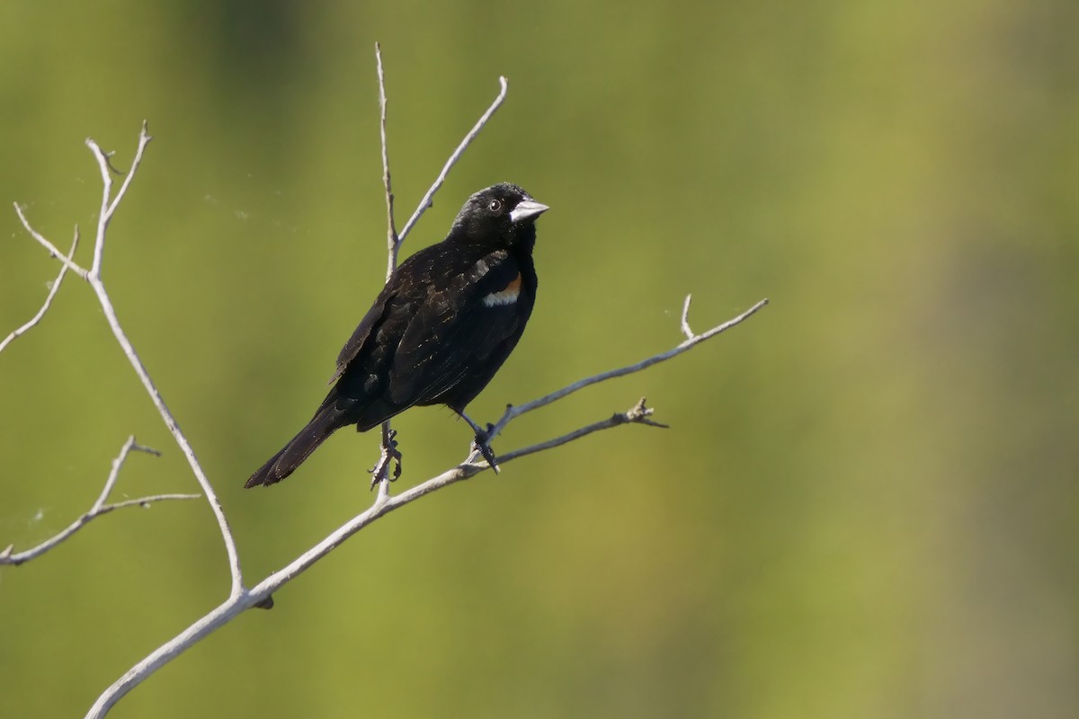 Red-winged Blackbird - ML620745387