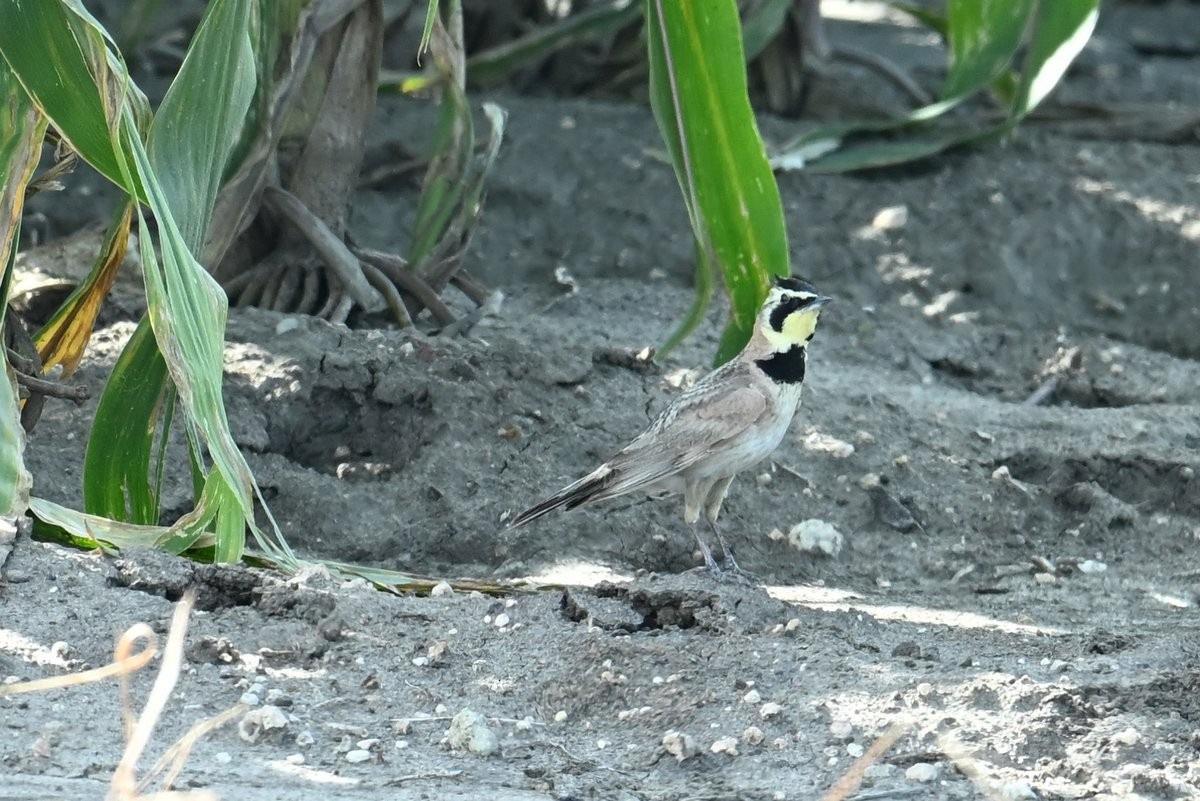 Horned Lark - ML620745388