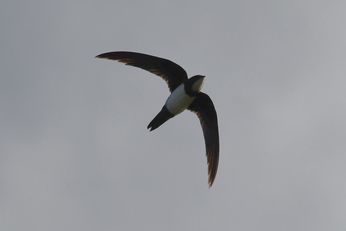 Alpine Swift - ML620745389