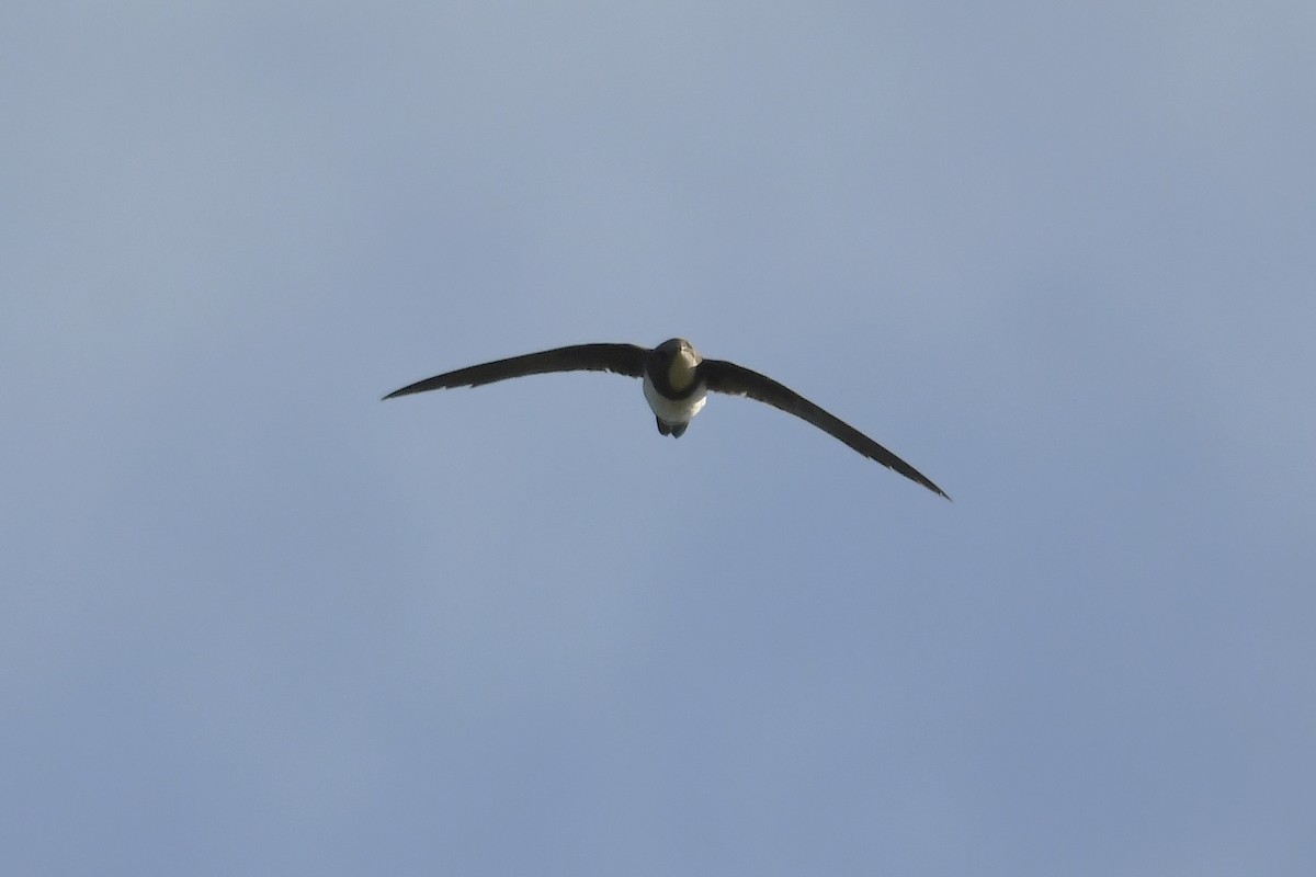 Alpine Swift - ML620745391