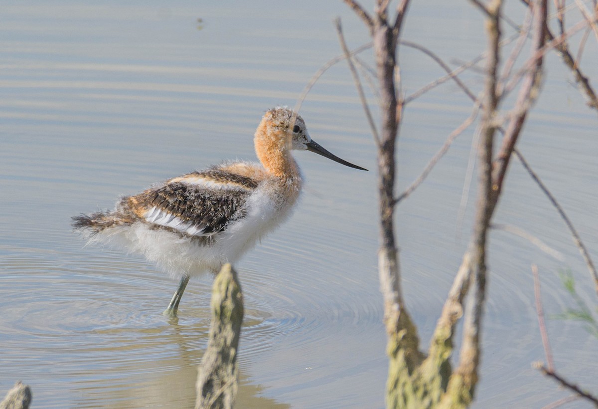 American Avocet - ML620745394