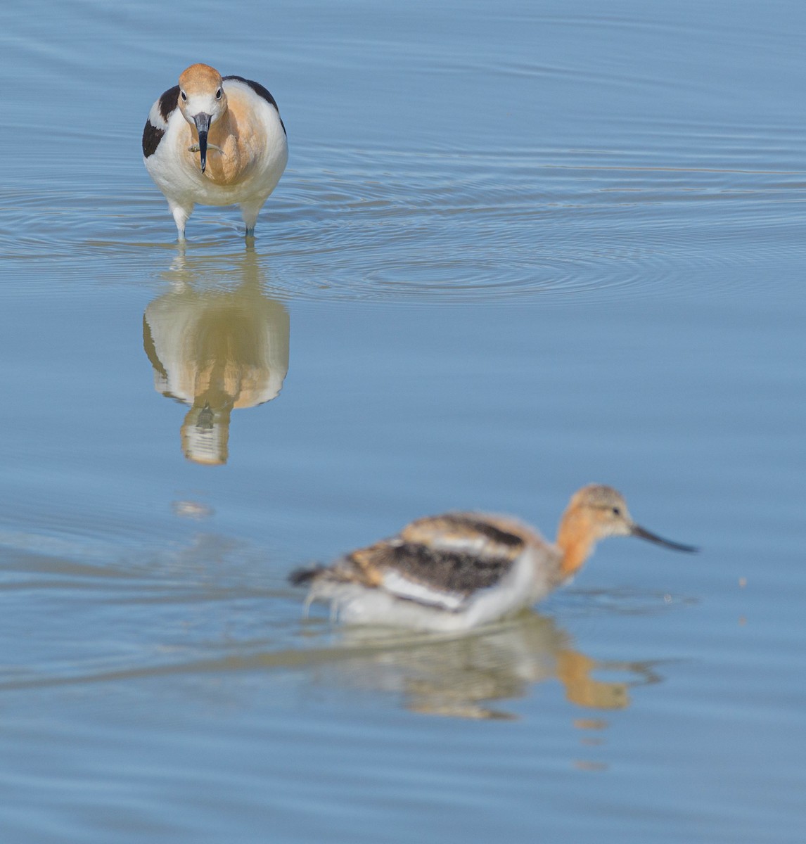 American Avocet - ML620745395