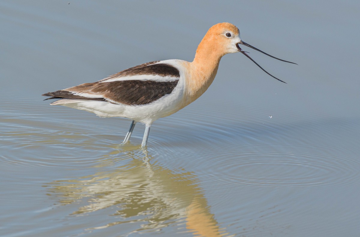 American Avocet - ML620745396