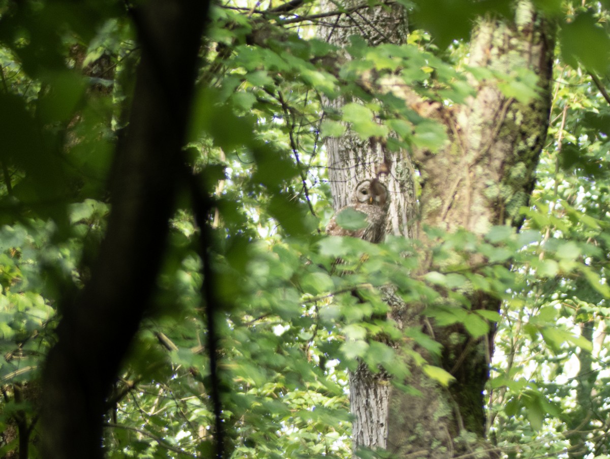 Barred Owl - ML620745398