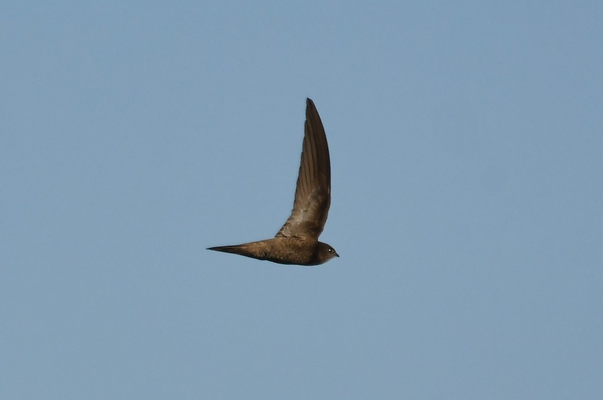 Common Swift - ML620745399