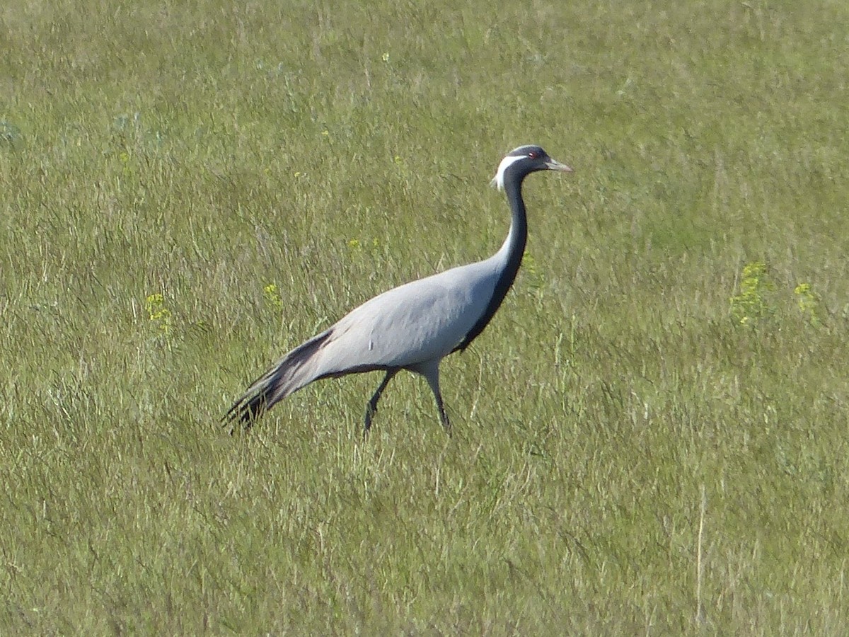 Demoiselle Crane - ML620745401