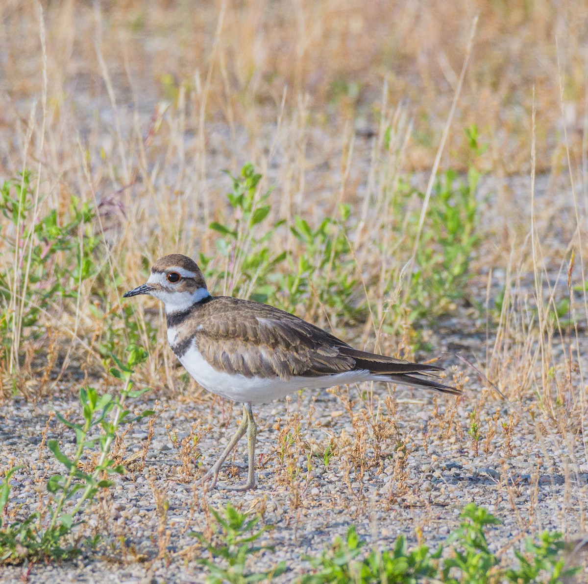 Killdeer - ML620745402