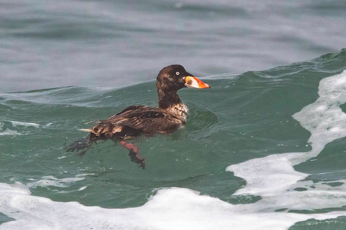 Surf Scoter - ML620745404