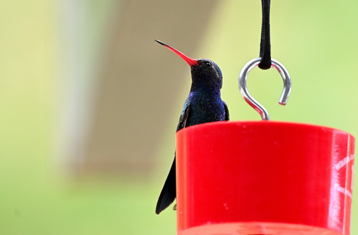 Colibrí Piquiancho Común - ML620745407