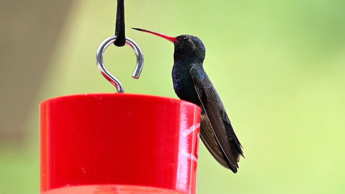 Colibrí Piquiancho Común - ML620745413