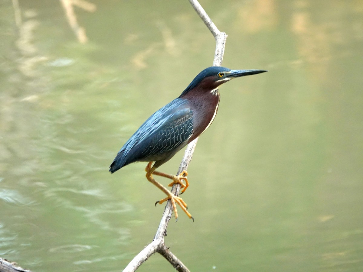 Green Heron - ML620745424