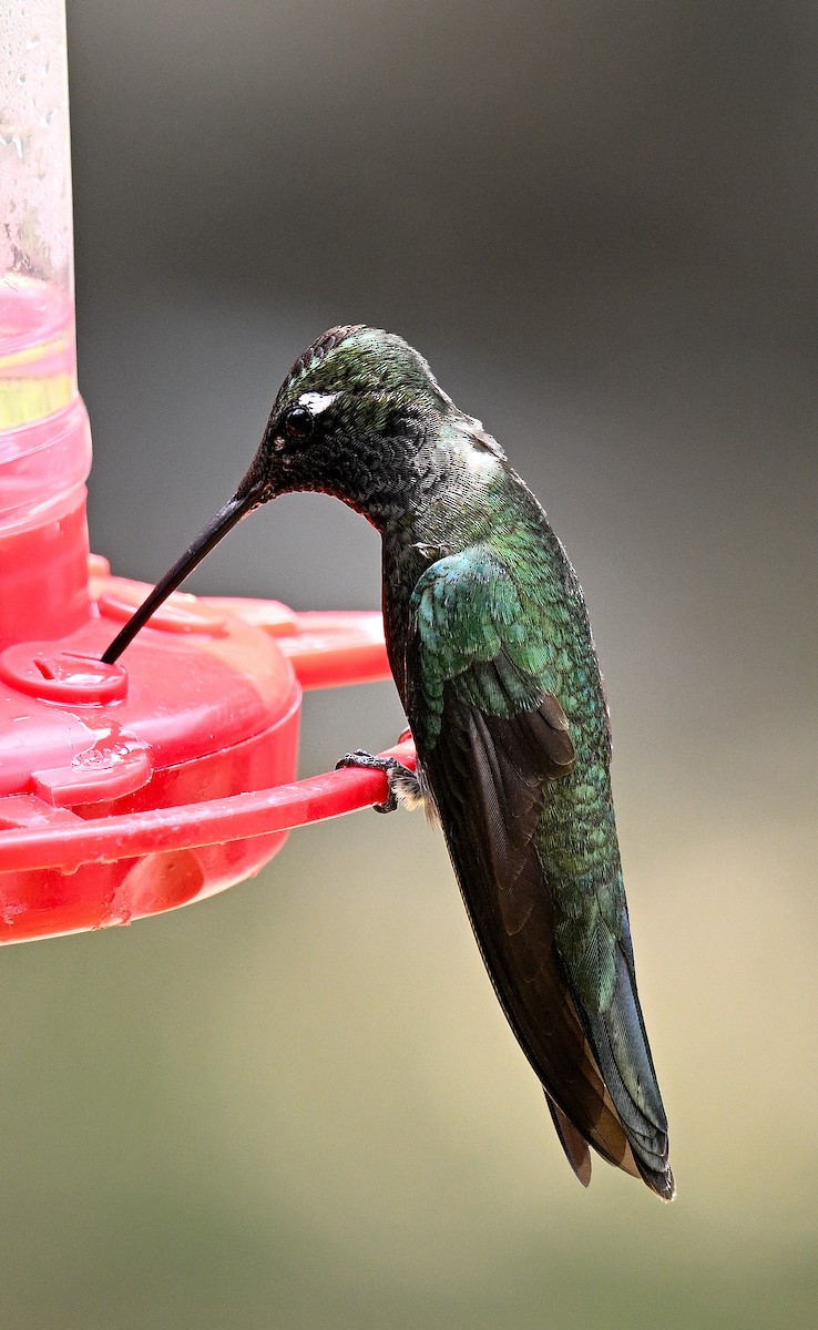 Colibrí Magnífico - ML620745441