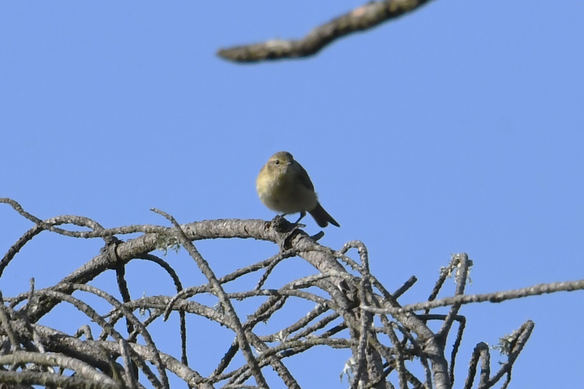 Iberian Chiffchaff - Mário Estevens