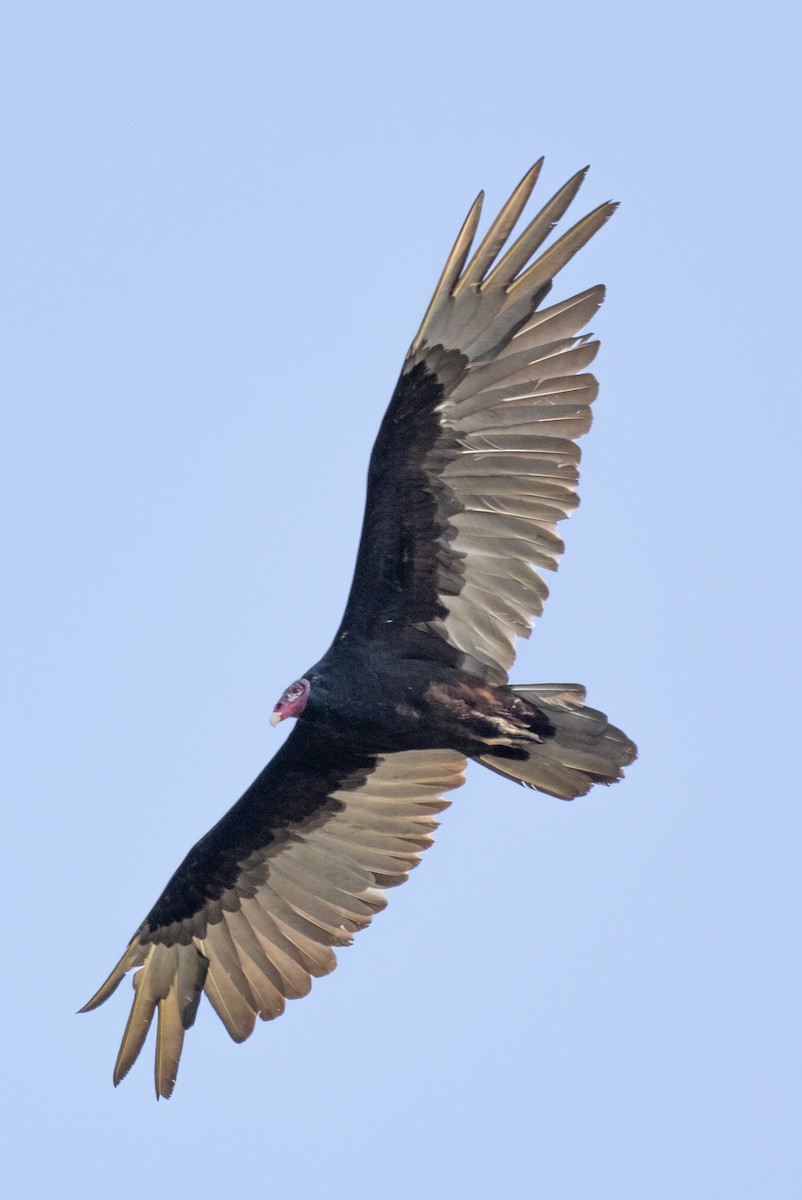 Turkey Vulture - ML620745451