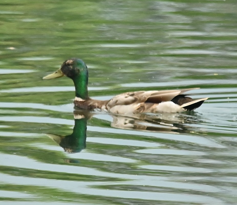 Canard colvert - ML620745458