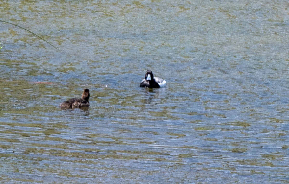 Greater/Lesser Scaup - ML620745460