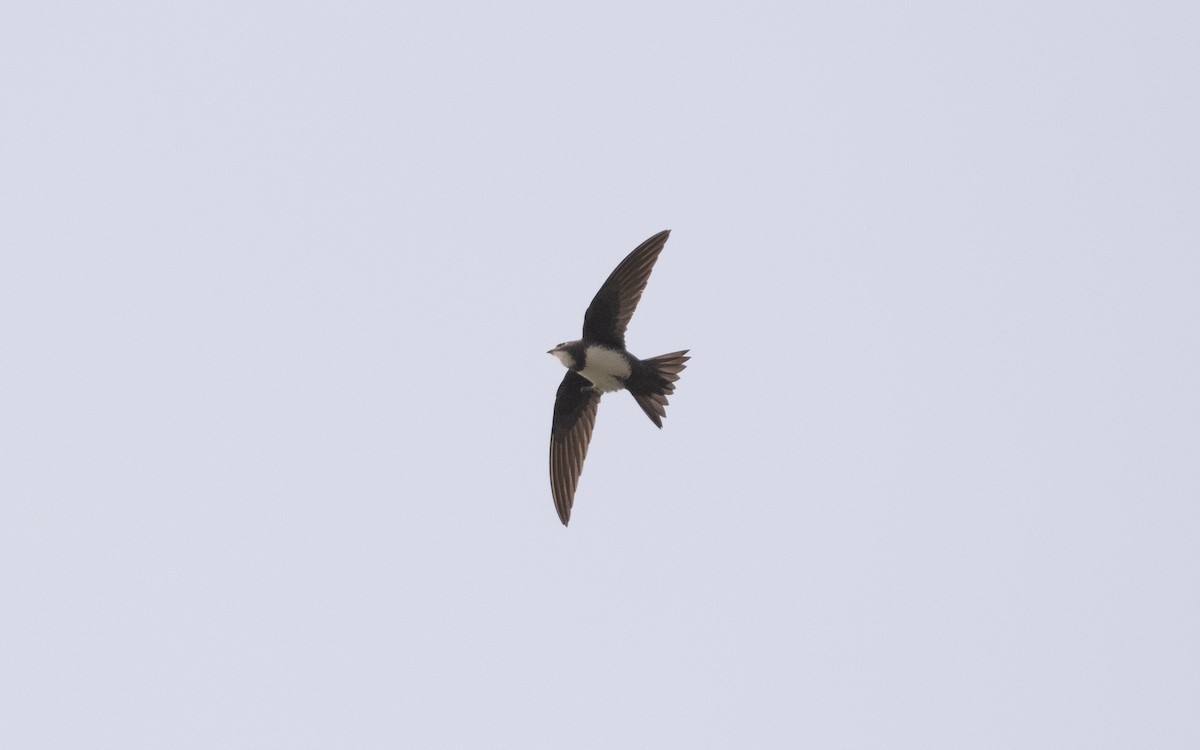 Alpine Swift - ML620745463