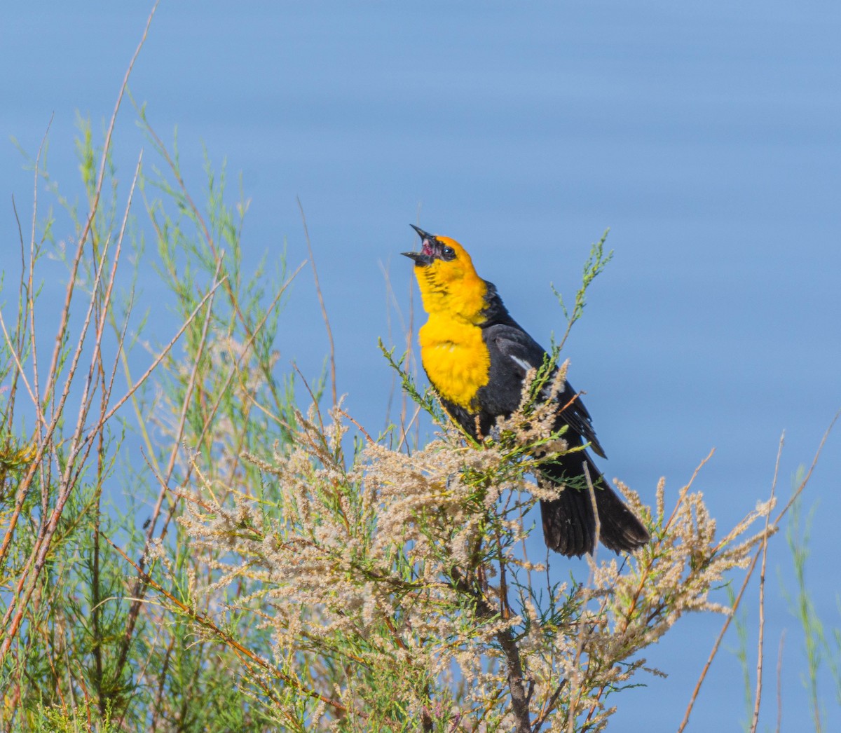 Yellow-headed Blackbird - ML620745464