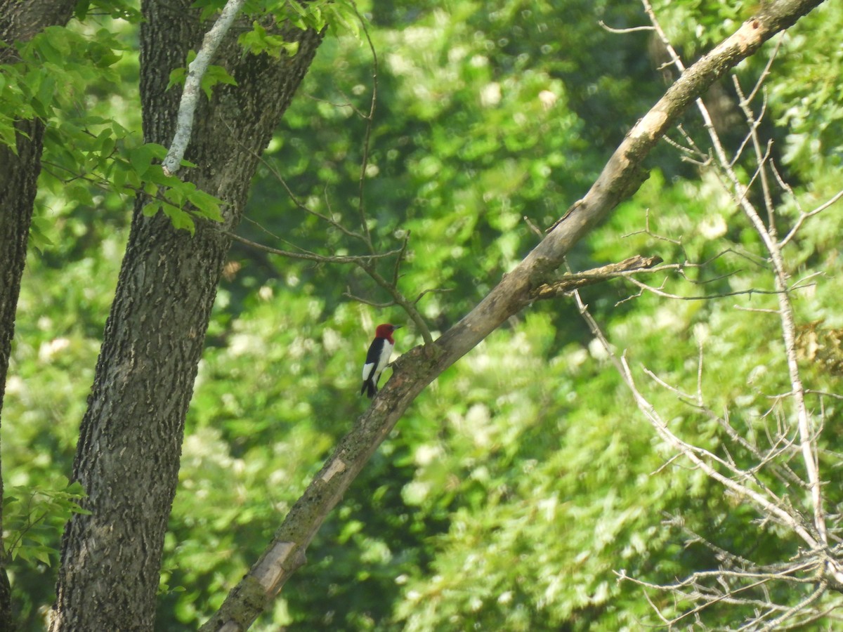 Red-headed Woodpecker - ML620745467