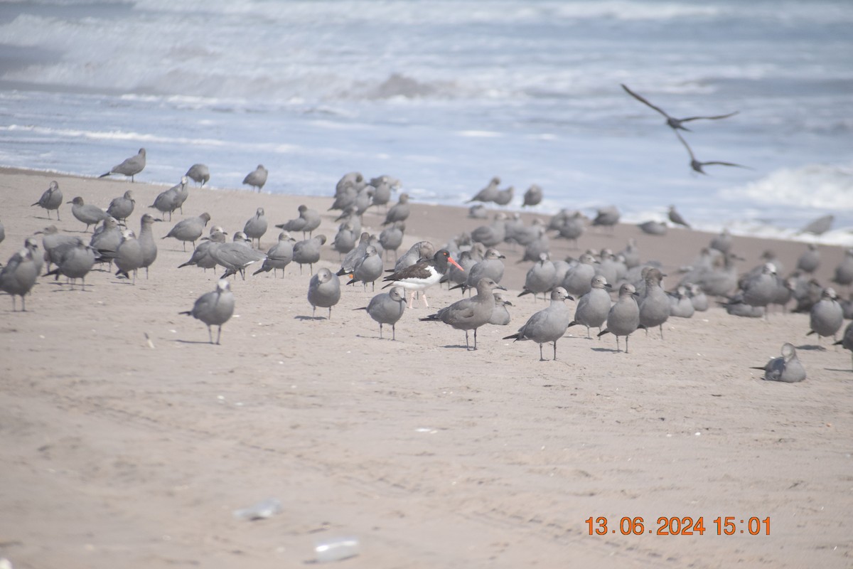 American Oystercatcher - ML620745468