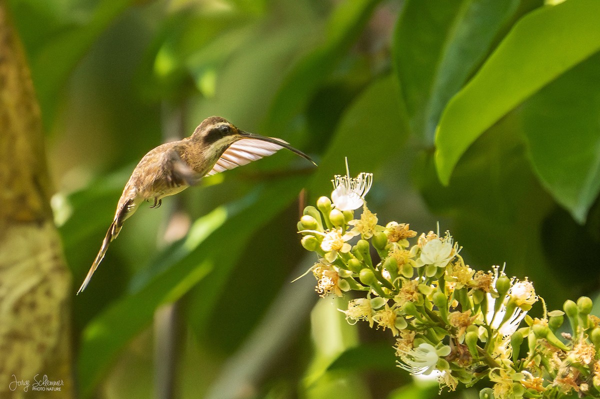 Гвианский колибри-отшельник - ML620745470