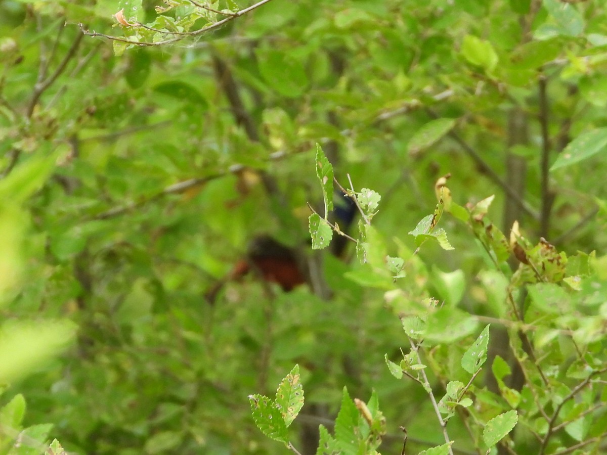 Painted Bunting - ML620745477