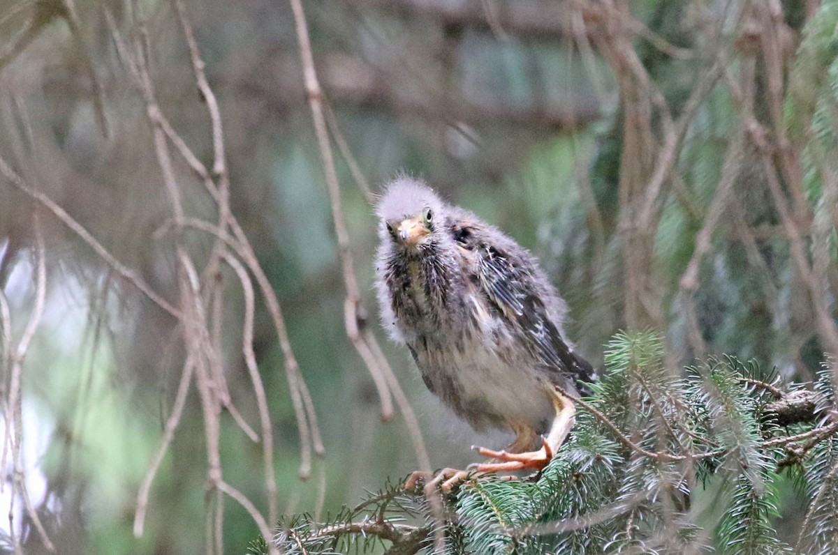 Green Heron - Elizabeth Brensinger