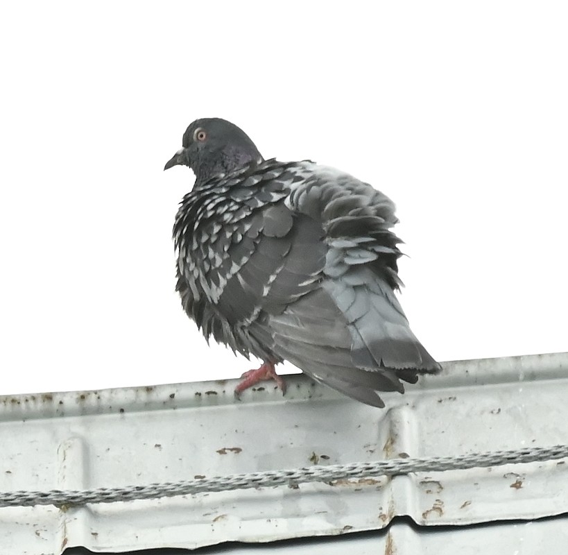 Сизый голубь (Одомашненного типа) - ML620745488