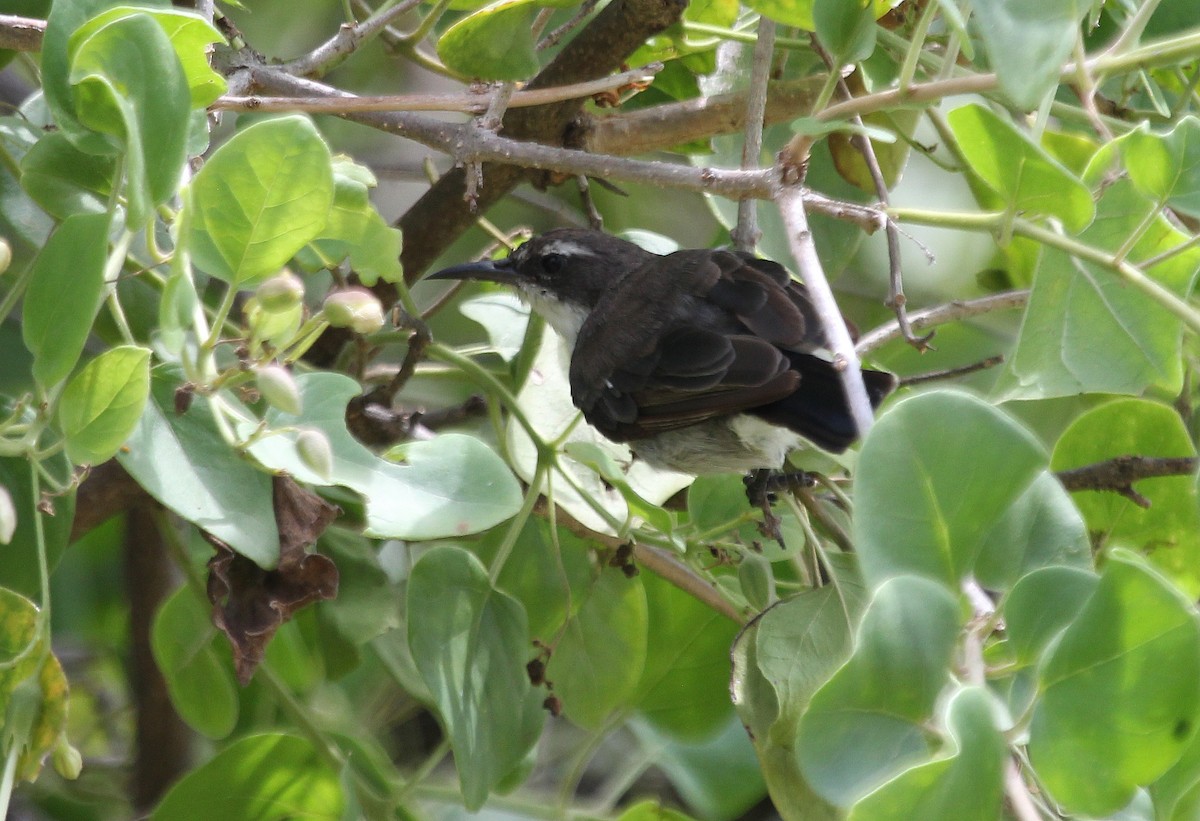 Eastern Violet-backed Sunbird - ML620745490