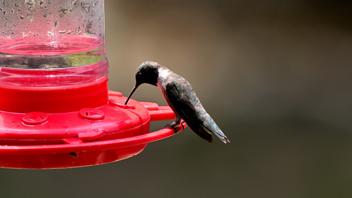 Black-chinned Hummingbird - Steve Butterworth