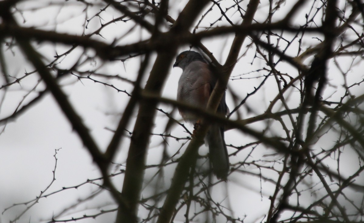 jestřáb tachiro (ssp. sparsimfasciatus) - ML620745505