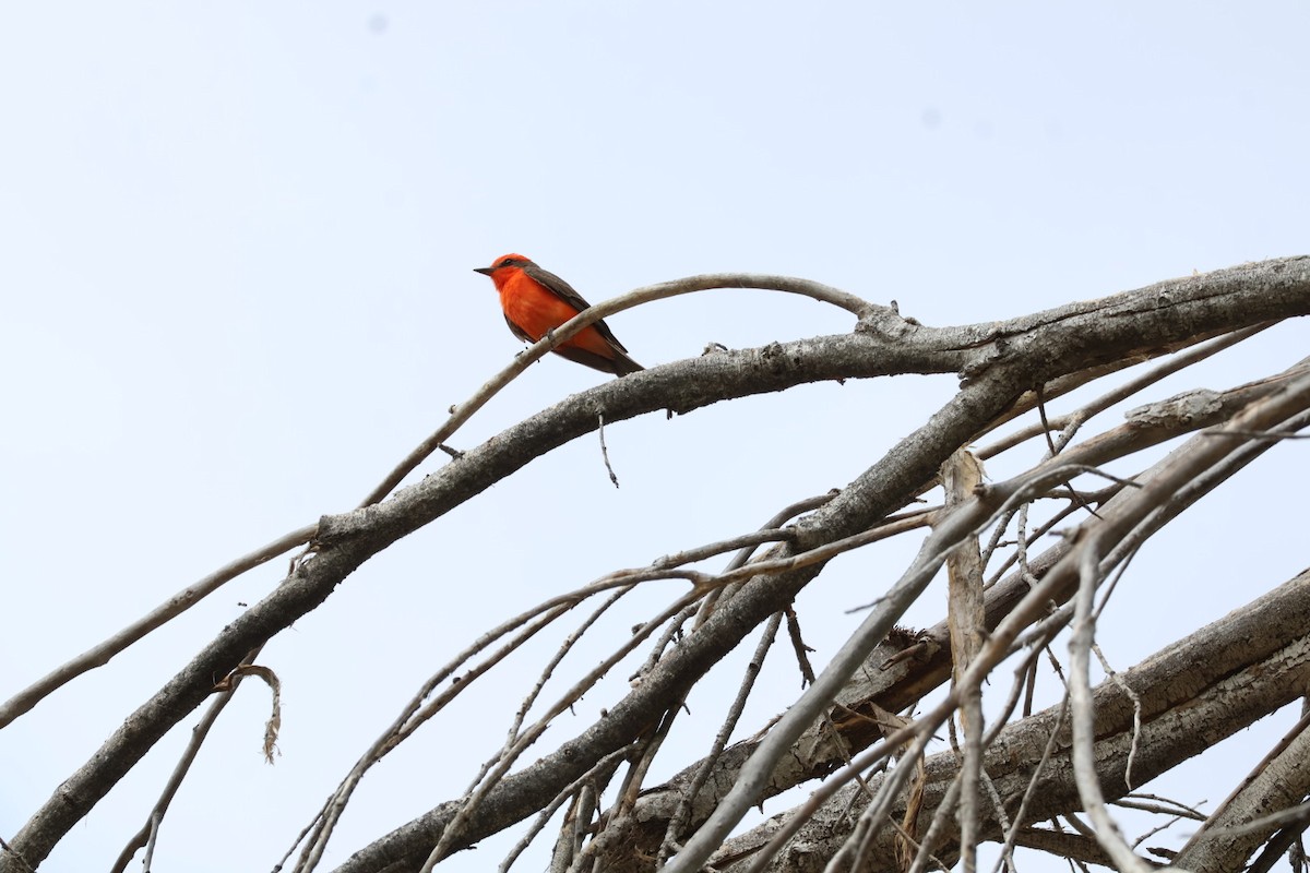 Vermilion Flycatcher - ML620745516