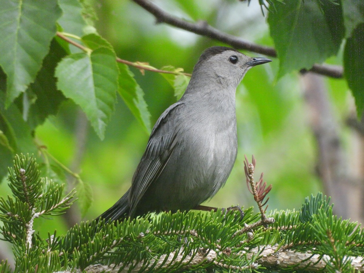 Gray Catbird - ML620745520