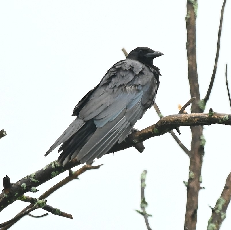 American Crow - ML620745526