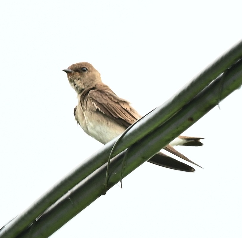 Northern Rough-winged Swallow - Regis Fortin
