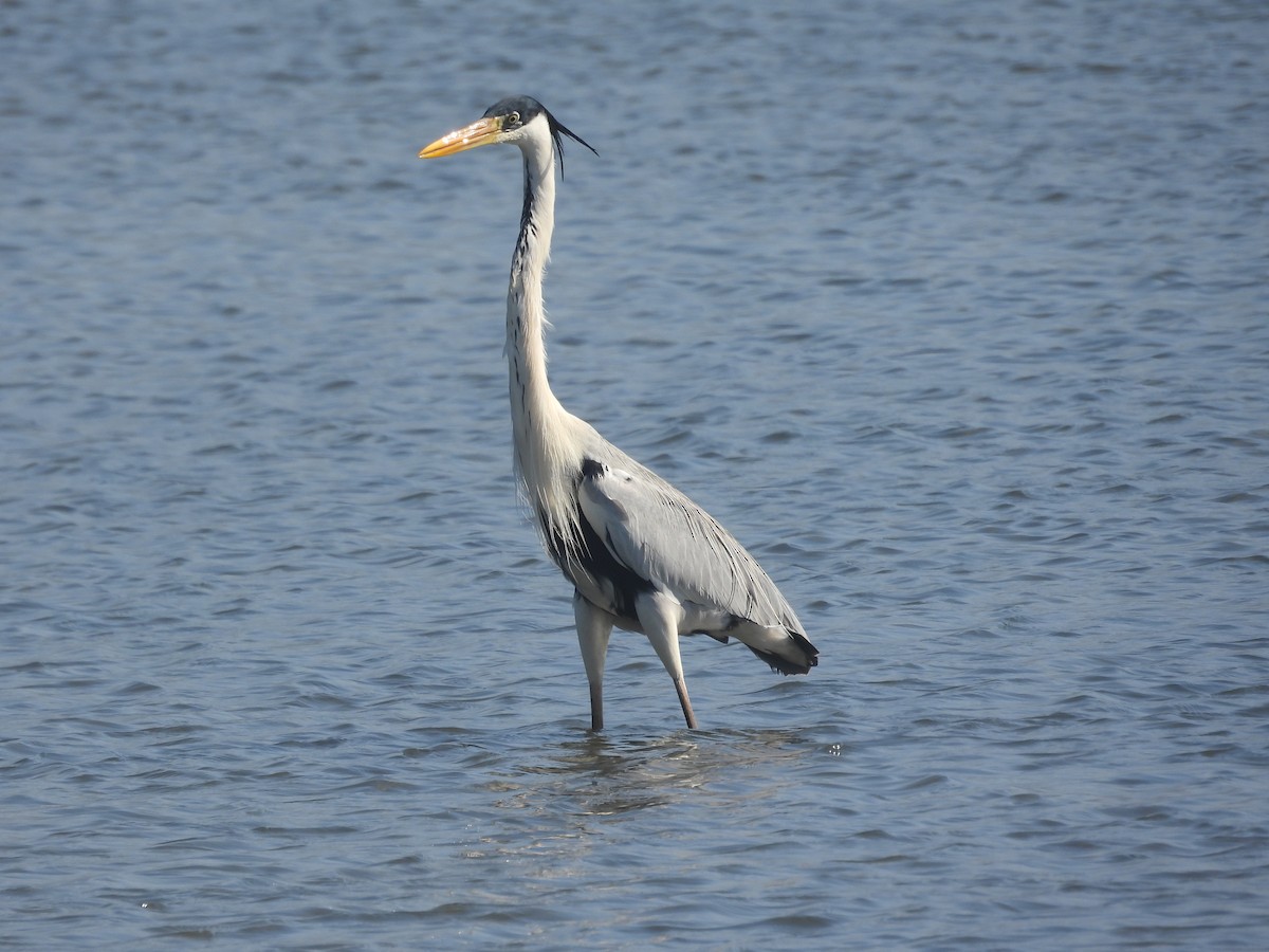 Cocoi Heron - Marcio Motta