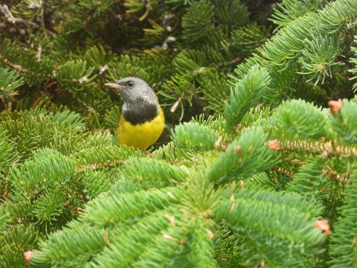 Mourning Warbler - ML620745549