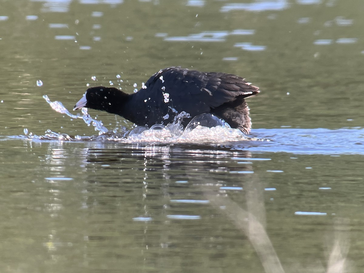 American Coot - ML620745553