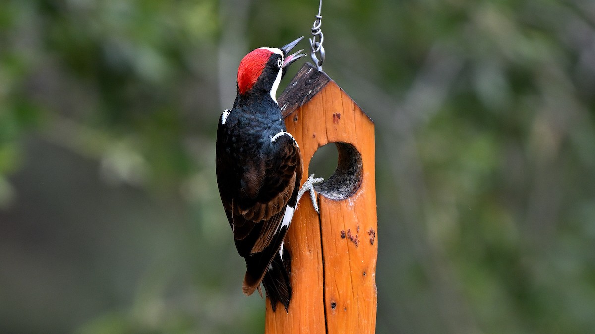 Acorn Woodpecker - ML620745554