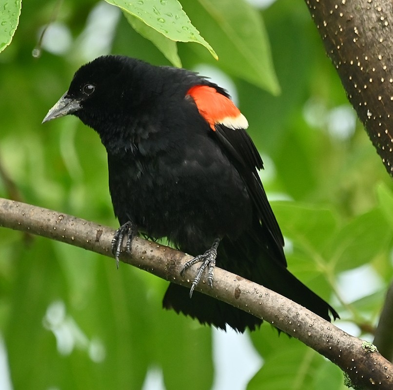 Red-winged Blackbird - ML620745556