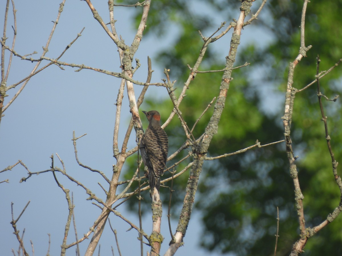 Northern Flicker - ML620745557