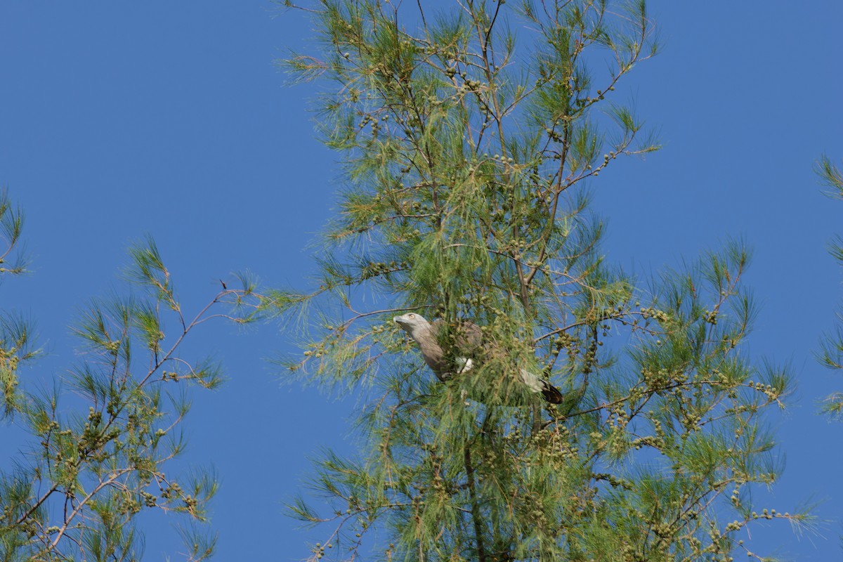 Gray-headed Fish-Eagle - ML620745561