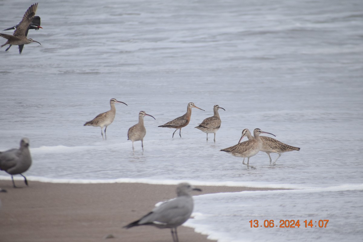 Hudsonian Godwit - ML620745570