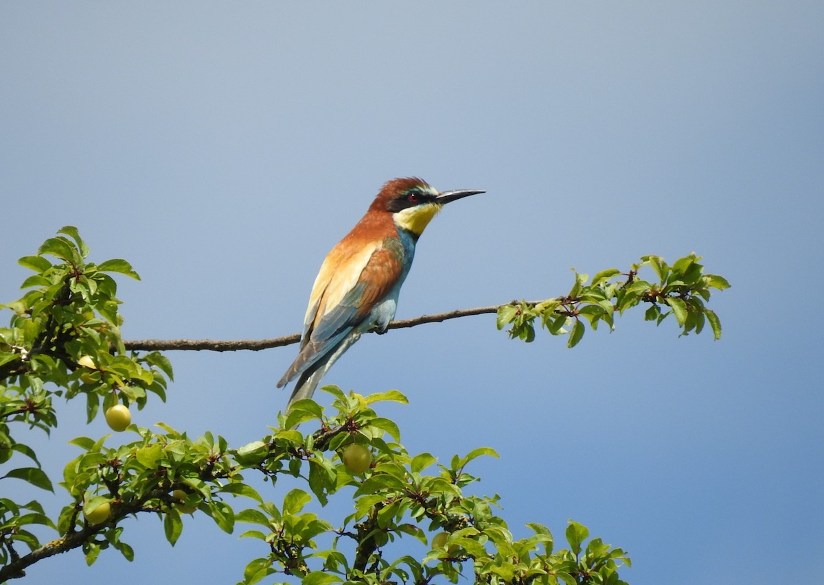 European Bee-eater - ML620745580