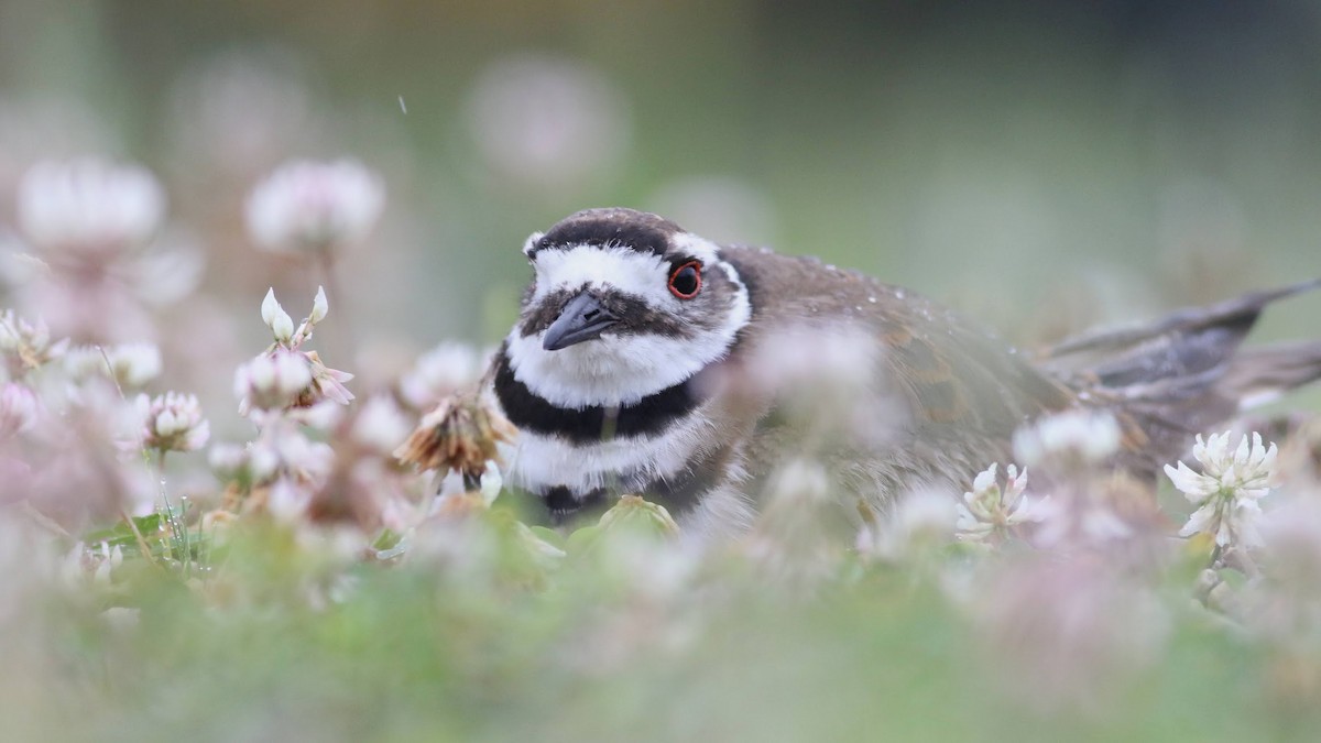 Killdeer - ML620745581